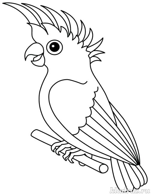 Название: Раскраска Детская раскраска. Попугай. Категория: попугай. Теги: попугай.