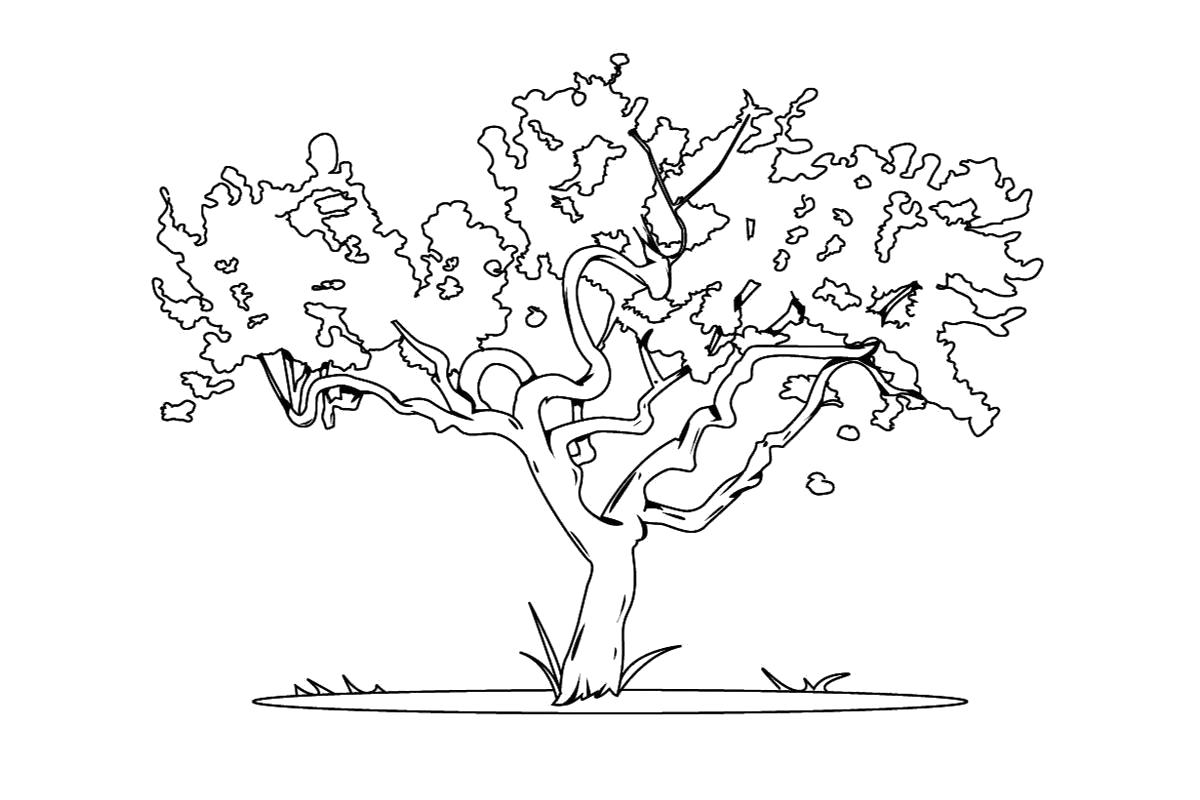 Раскраска Раскраска карликовое дерево . растения