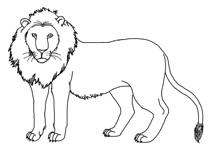 Название: Раскраска Лев с гривой. Категория: Дикие животные. Теги: Лев.