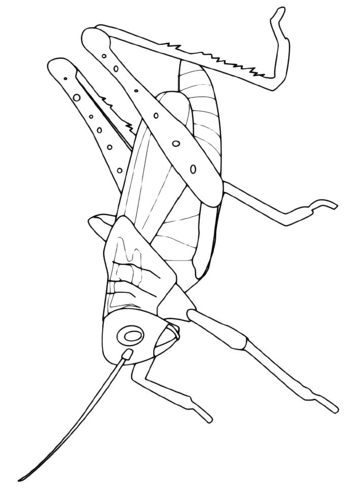 Раскраска Раскраска Кузнечик с большими ногами. Кузнечик