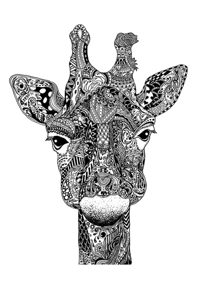 Раскраска Раскраска антистресс жираф. Дикие животные