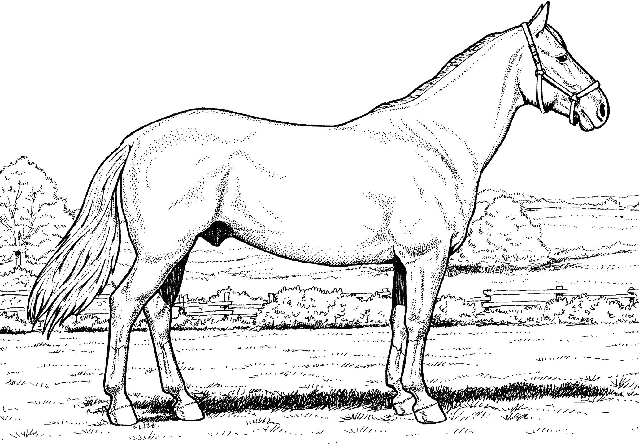 Раскраска  лошадь на поле. Домашние животные