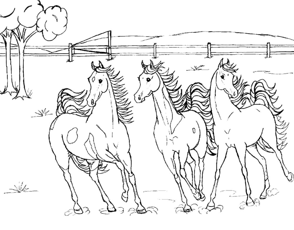 Раскраска быстрые лошадки. Домашние животные