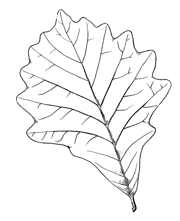 Название: Раскраска листик. Категория: растения. Теги: лист.