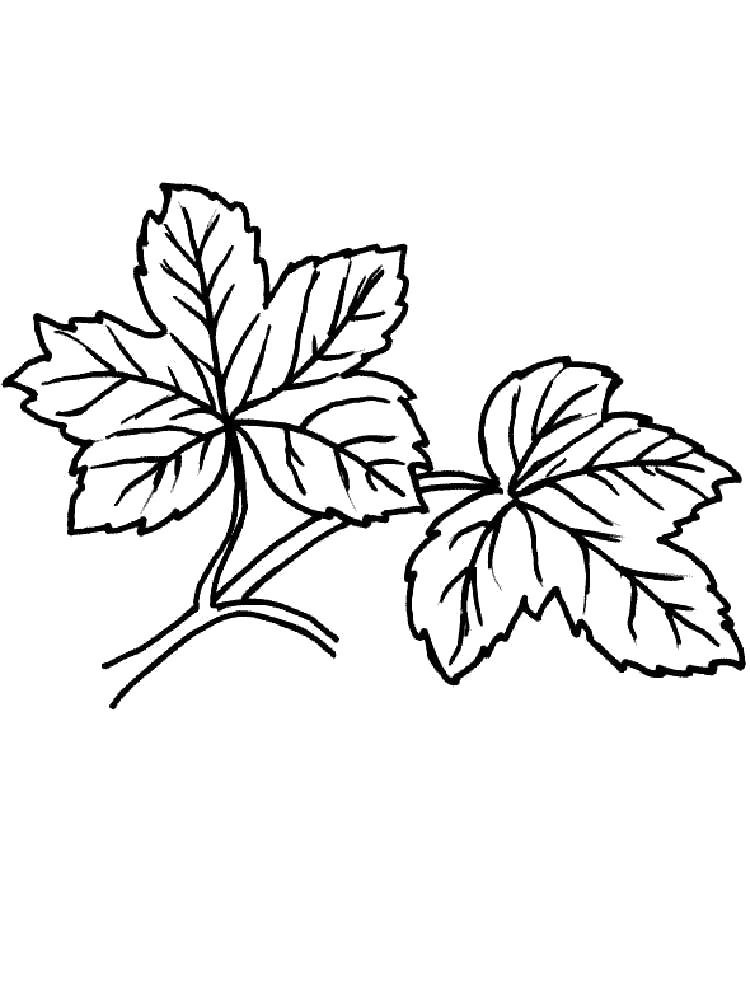 Название: Раскраска Раскраска листья деревьев. Категория: растения. Теги: листья.