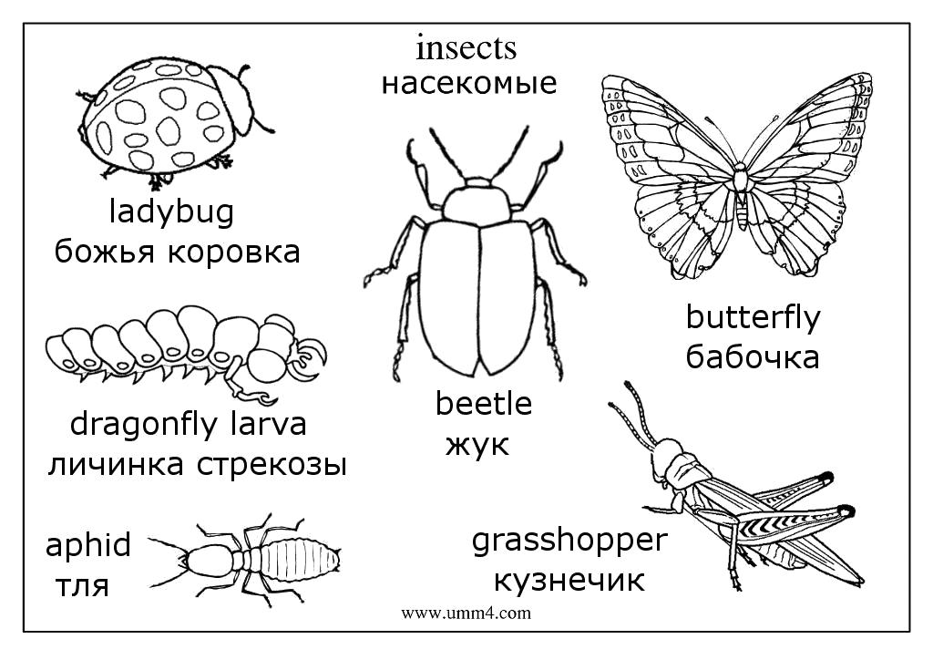 Раскраска  насекомые,  жук,  бабочка,  муха,  кузнечик,  гусеница,  комар,  оса, насекомые на английском языке. Скачать Жук, Кузнечик, Гусеница, Божья коровка.  Распечатать Насекомые