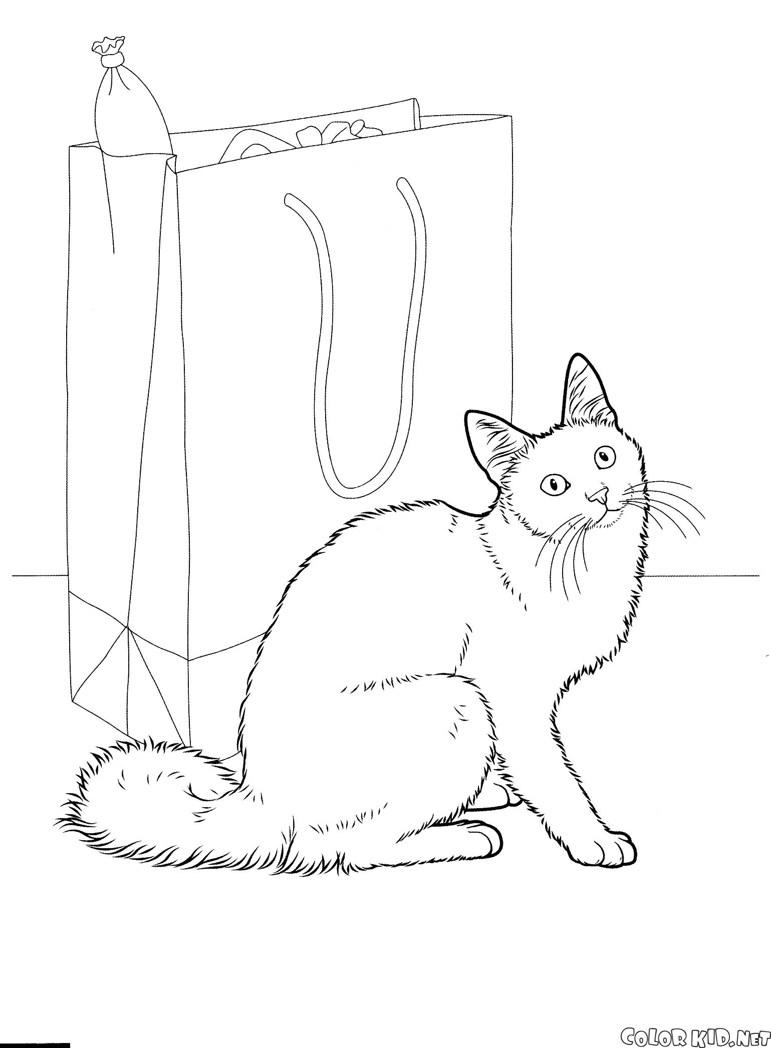 Раскраска Ангорская кошка. кошка