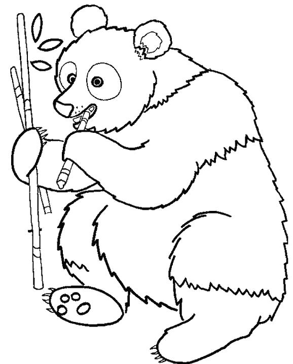 Раскраска панда кушает веточку дерева. Скачать Панда.  Распечатать Дикие животные