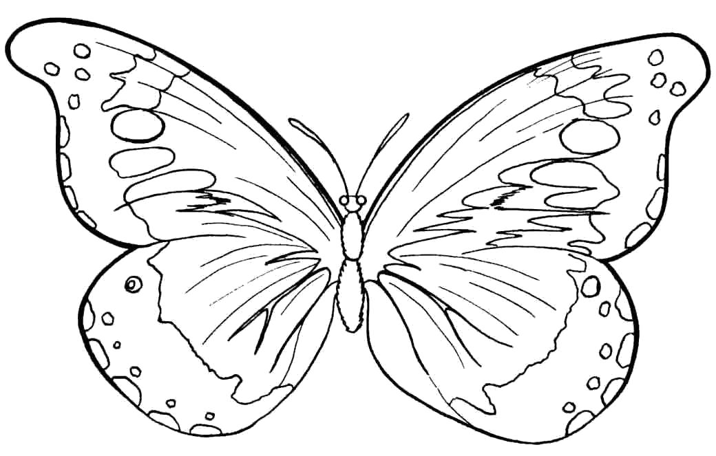 Название: Раскраска бабочка. Категория: Бабочки. Теги: Бабочки.