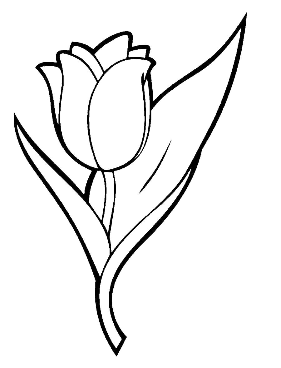 Название: Раскраска Красивый тюльпан. Категория: Тюльпан. Теги: Тюльпан.