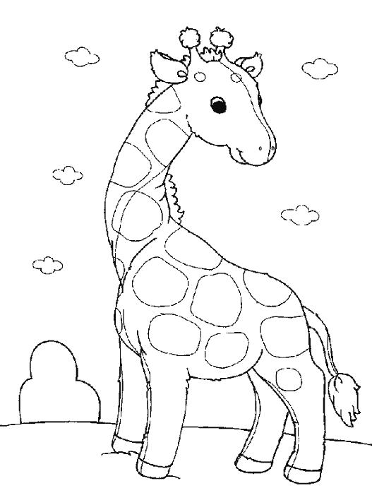 Раскраска жираф . жираф
