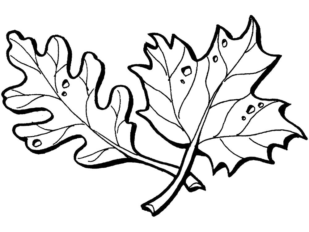 Раскраска Раскраска осенние листья. Контуры листьев