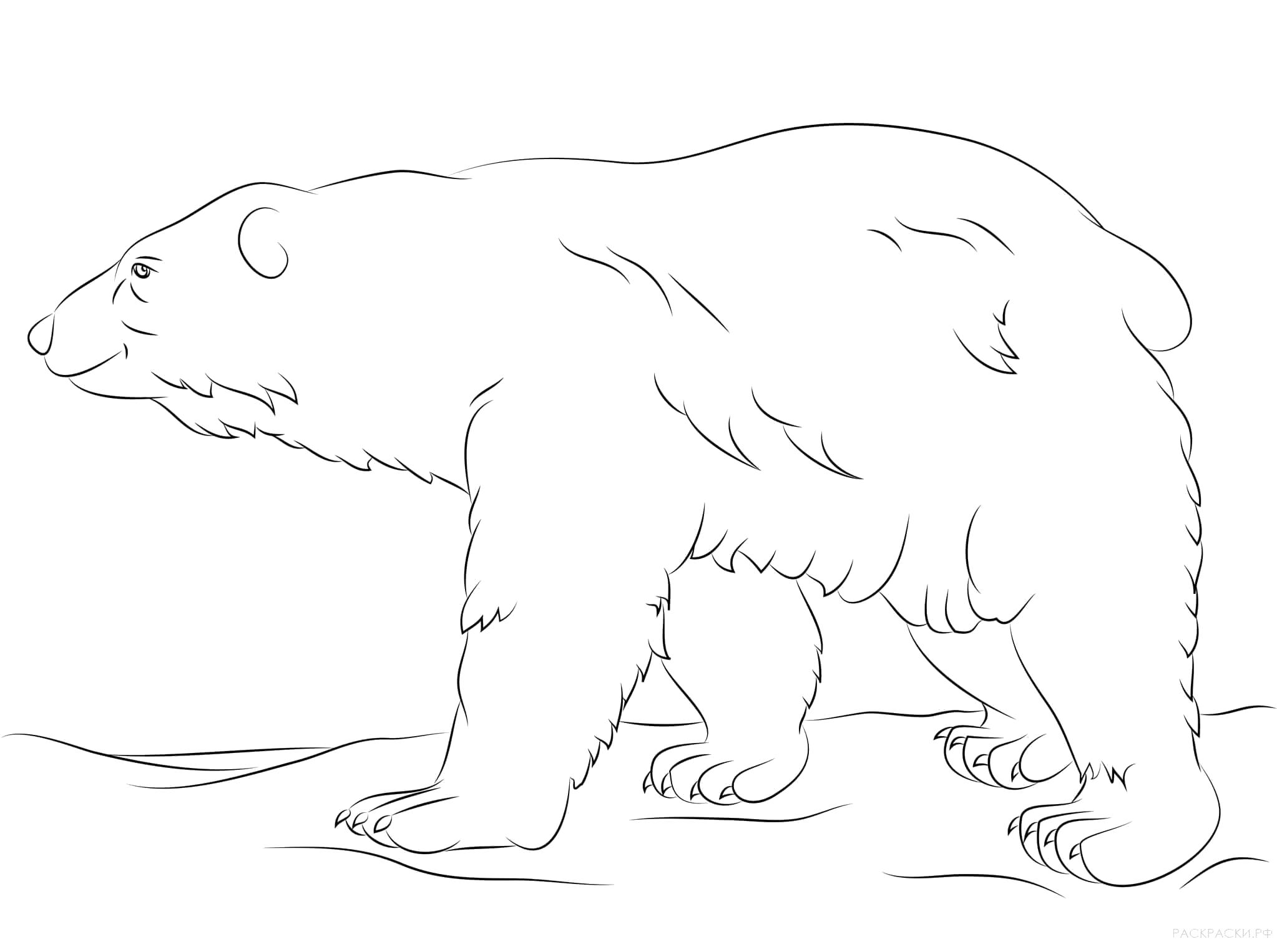 Раскраска Гуляющий белый медведь. Скачать медведь.  Распечатать медведь