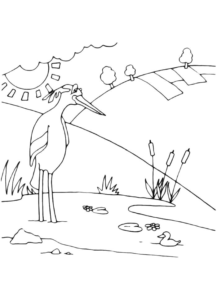 Название: Раскраска Раскраска Цапля в болоте. Категория: Птицы. Теги: Птицы.