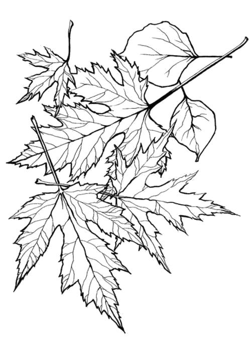 Название: Раскраска Раскраска Листики клена. Категория: Контуры листьев. Теги: Листья клена.