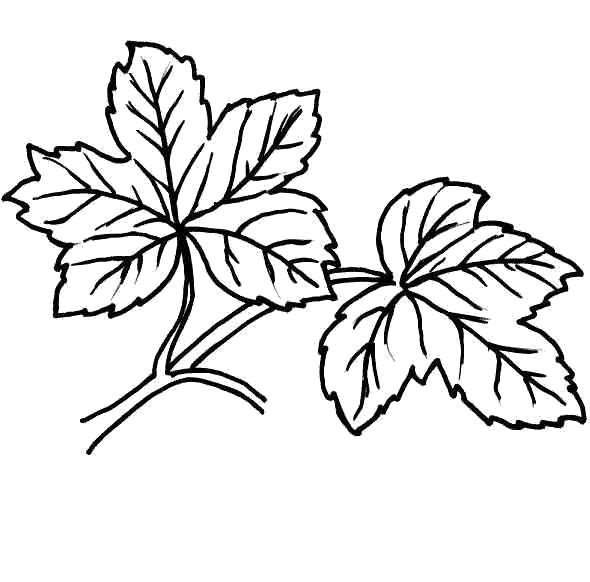 Раскраска Раскраски ветке листья на ветке. Контуры листьев