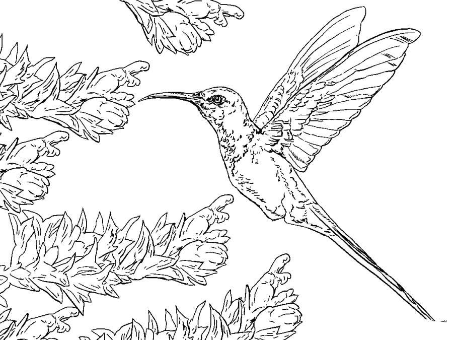 Название: Раскраска Колибри летит. Категория: колибри. Теги: колибри.