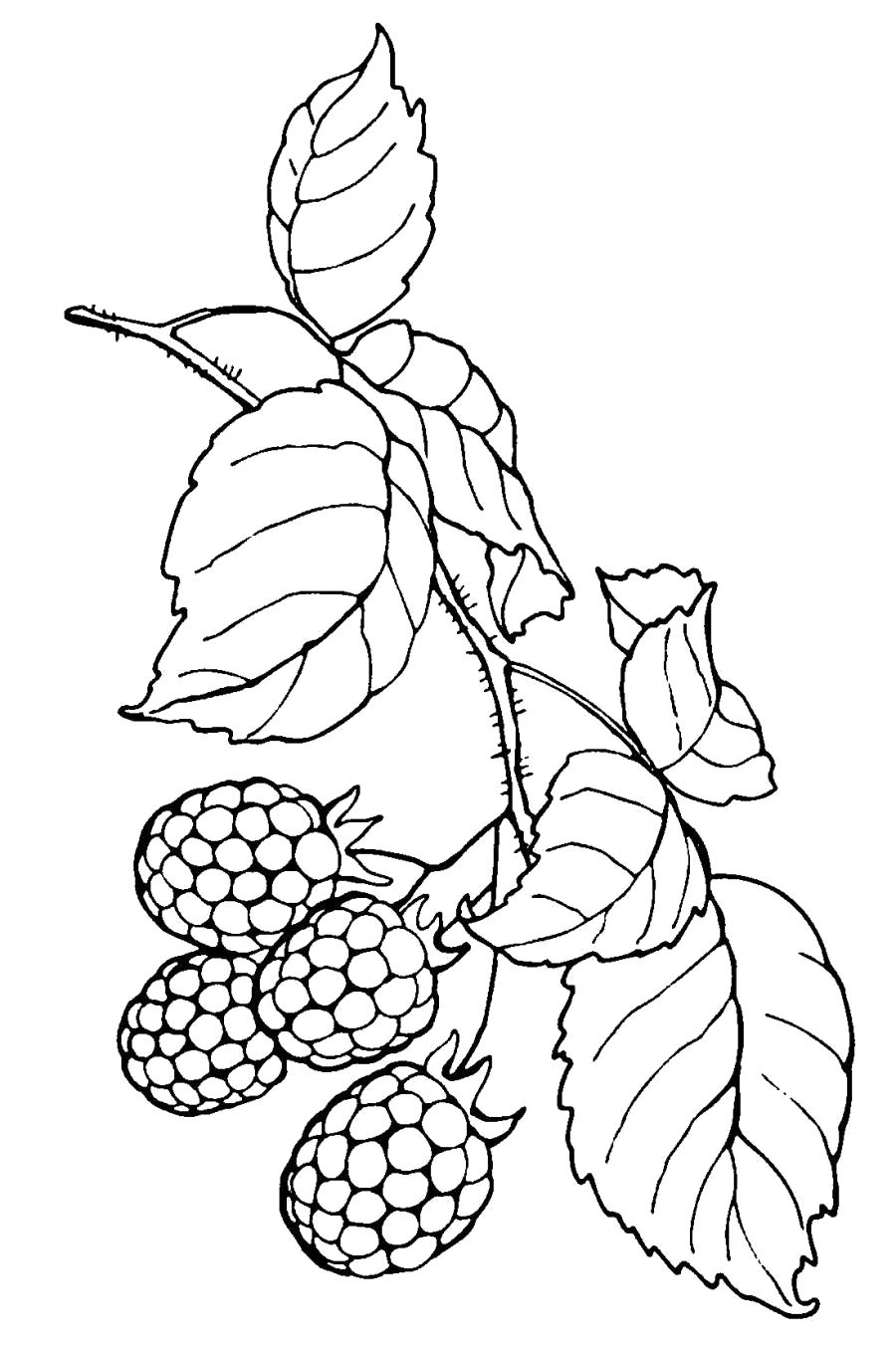 Раскраска Малиновые ягоды . Скачать малина.  Распечатать ягоды