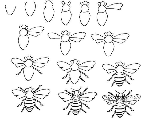 Раскраска пчела карандашом. Скачать Как нарисовать.  Распечатать Как нарисовать