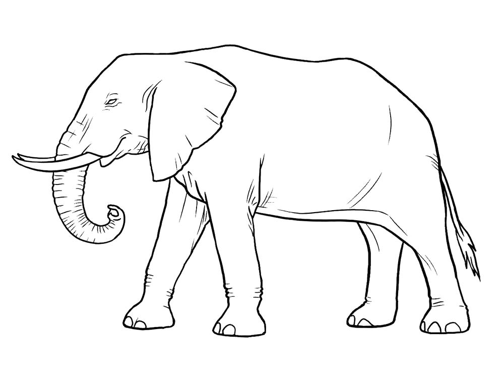 Раскраска Раскраска слон. слон