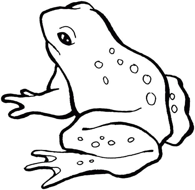 Название: Раскраска картинка лягушка раскраска для детей7. Категория: лягушка. Теги: лягушка.