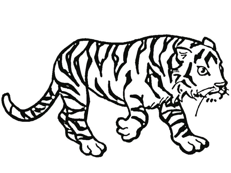 Название: Раскраска Тигр крадется. Категория: Дикие животные. Теги: Тигр.