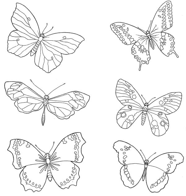 Раскраска много бабочек. Бабочки