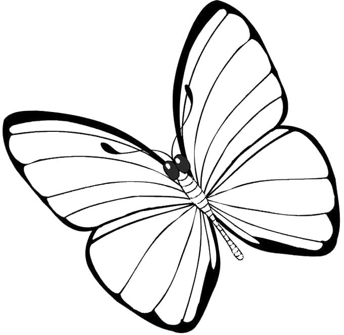 Раскраска простая бабочка. Скачать Бабочки.  Распечатать Насекомые