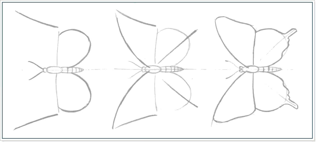 Название: Раскраска как нарисовать бабочку поэтапно. Категория: Бабочки. Теги: Бабочки.