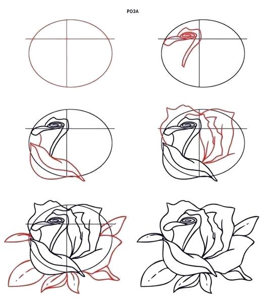 Название: Раскраска Учимся рисовать розу. Категория: Учимся рисовать. Теги: как нарисовать.