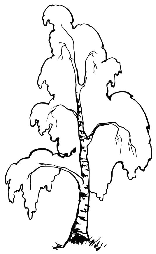 Название: Раскраска березовое дерево. Категория: береза. Теги: береза.