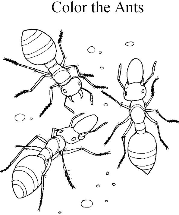 Название: Раскраска раскрась муравьев. Категория: Муравей. Теги: Муравей.