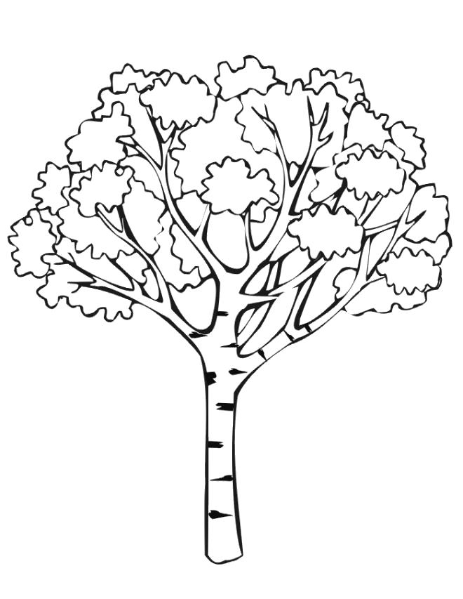Название: Раскраска Раскраска берёза. Категория: деревья. Теги: деревья.