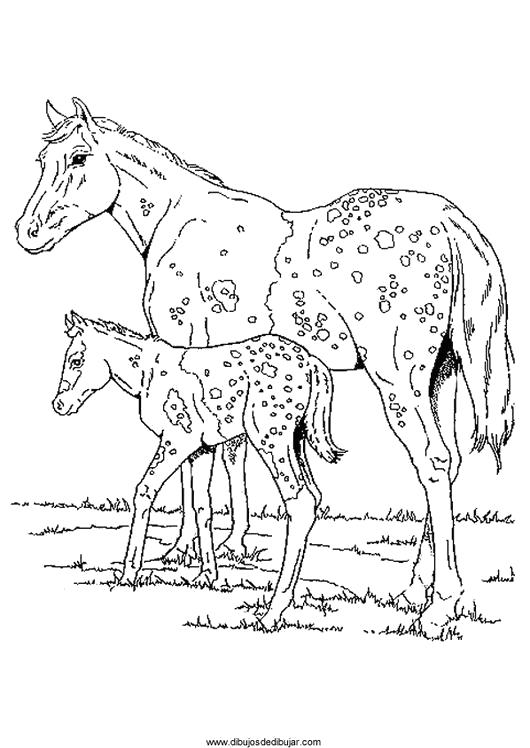 Раскраска Раскраски Лошади пятнистая лошадка, жеребенок, раскраски, лошади. Лошадка