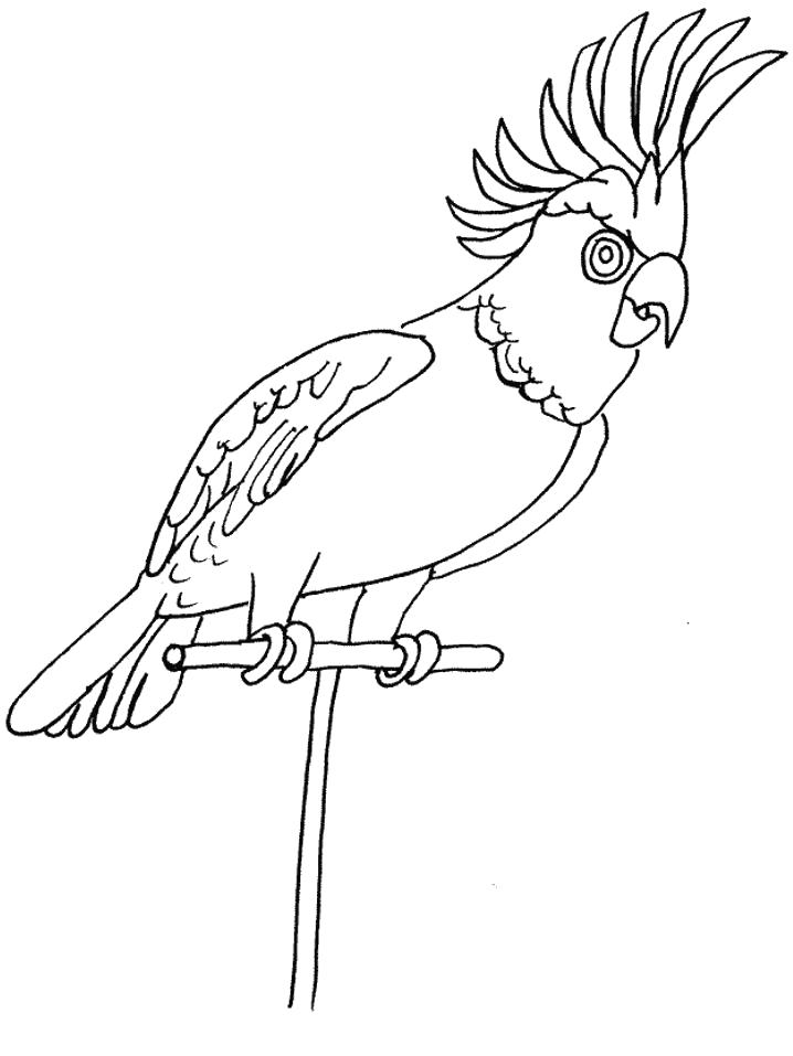 Название: Раскраска Раскраска Хохлатый попугай на жердочке. Категория: Птицы. Теги: Птицы.