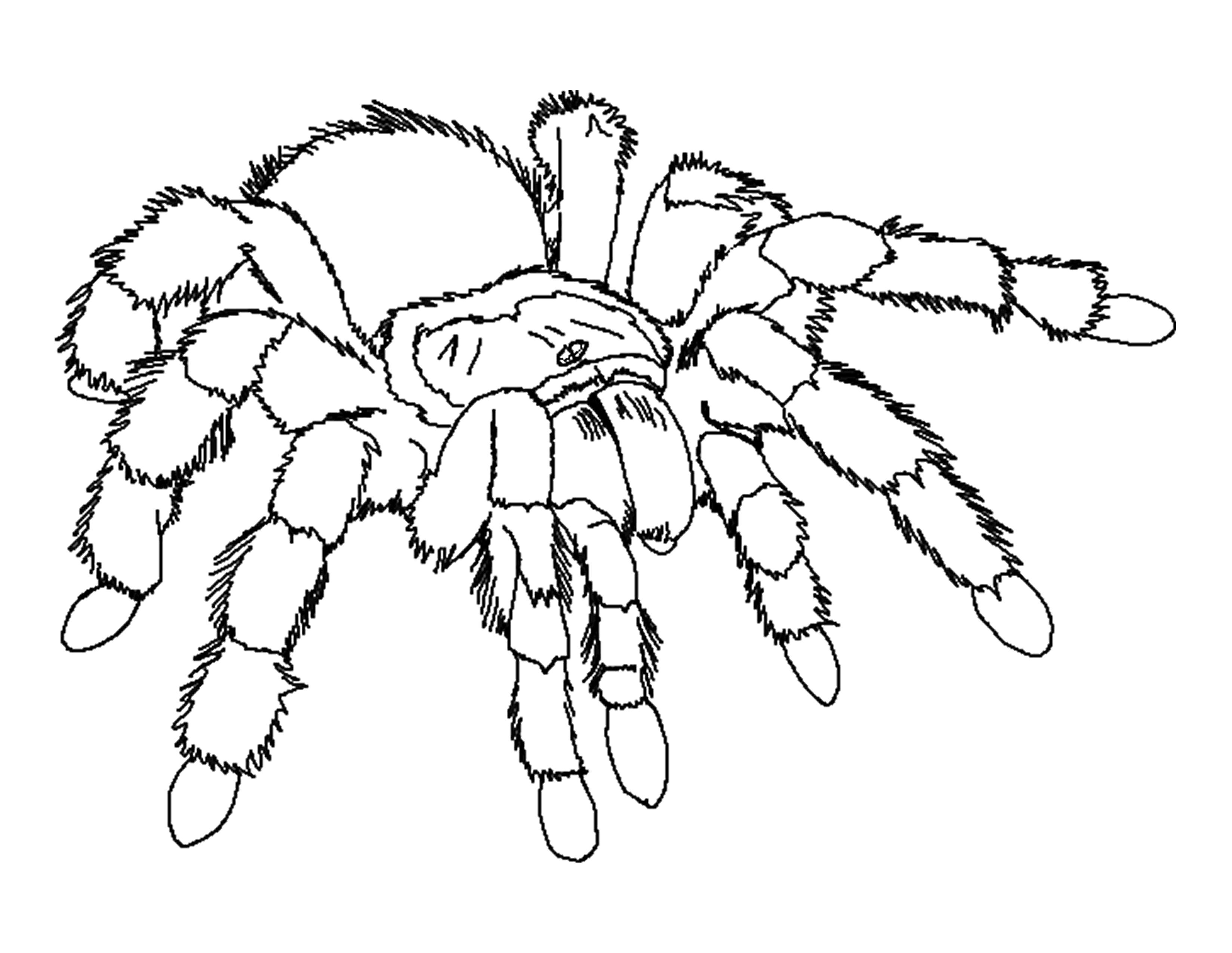 Раскраска Мохнатый паук. Паук
