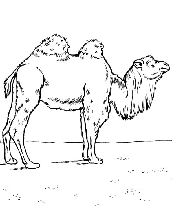 Раскраска двухгорбатый верблюд. Скачать Верблюд.  Распечатать Дикие животные