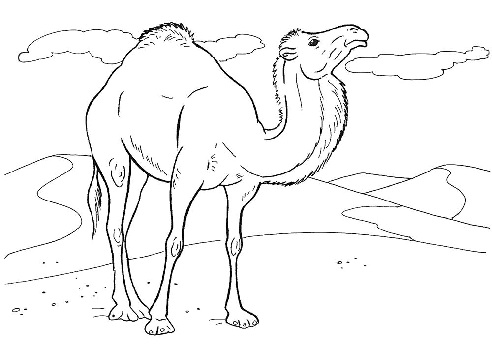 Раскраска Верблюд . животные