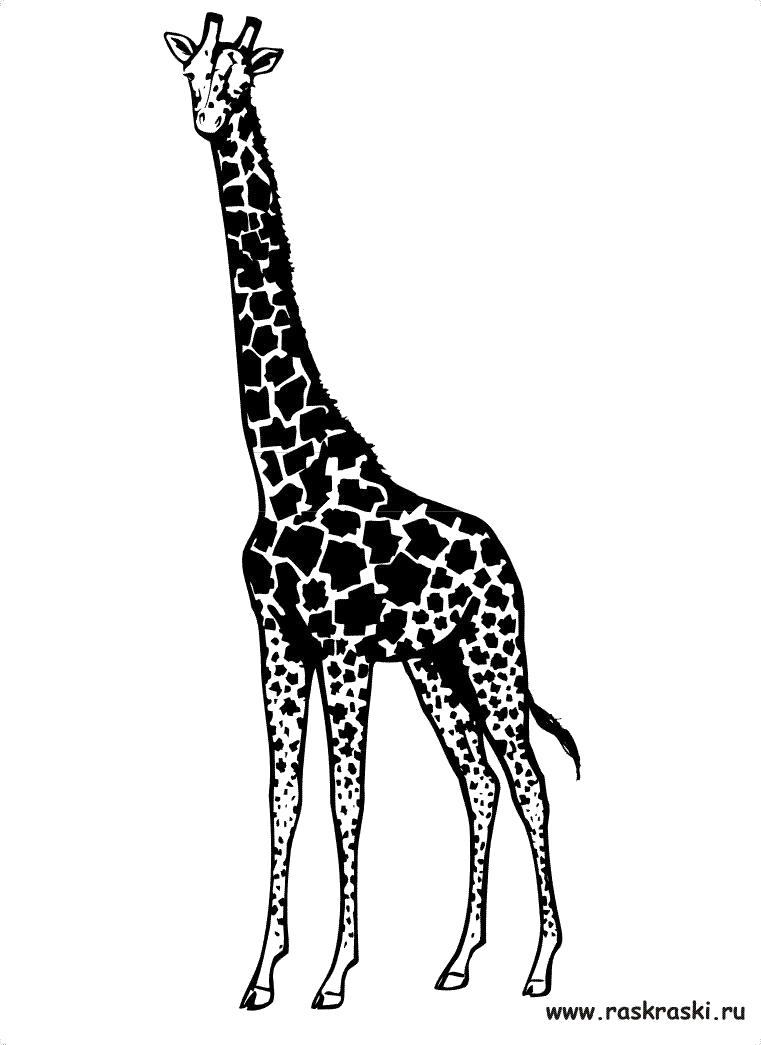 Раскраска  жираф. Скачать жираф.  Распечатать Дикие животные
