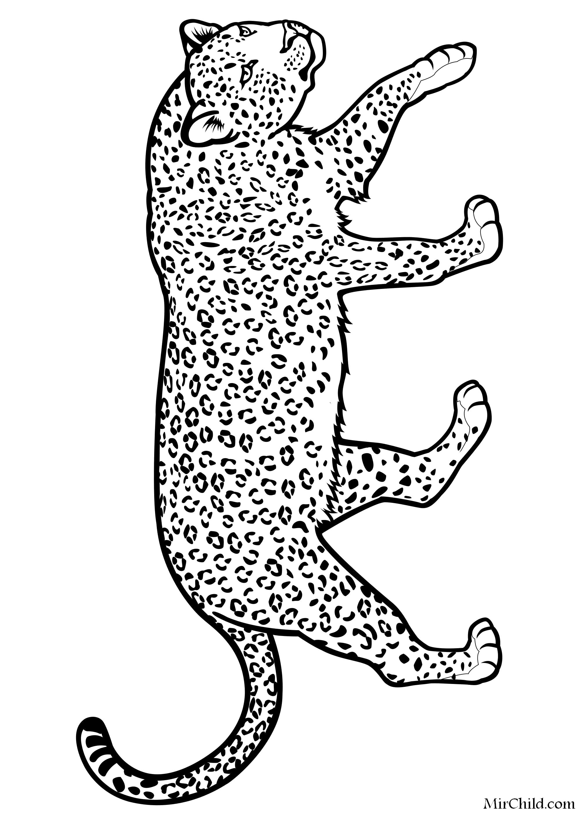 Раскраска  Леопард. Скачать леопард.  Распечатать леопард