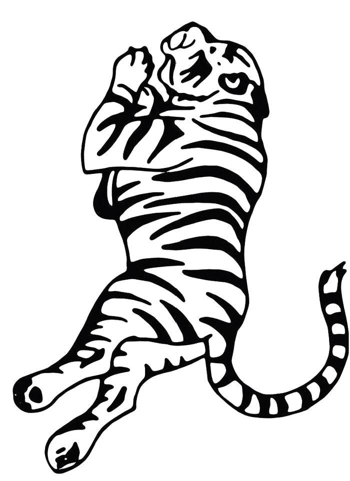 Раскраска  Тигр на боку. 