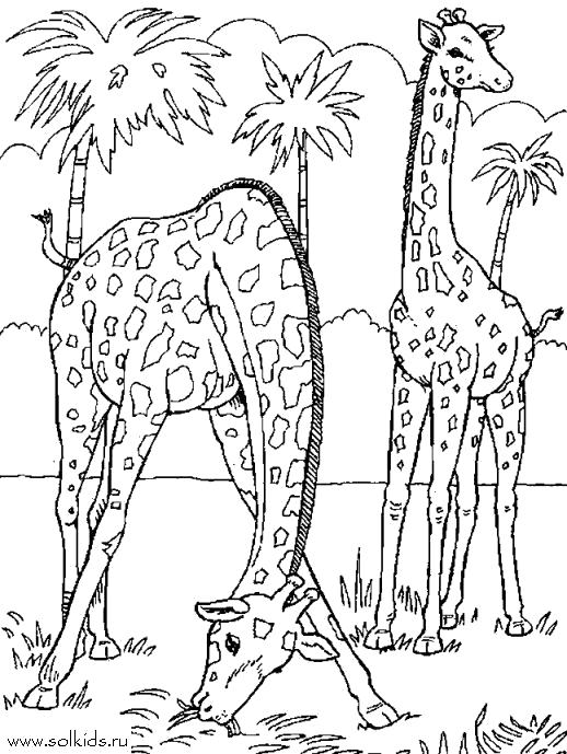 Раскраска Раскраска Жираф. Дикие животные