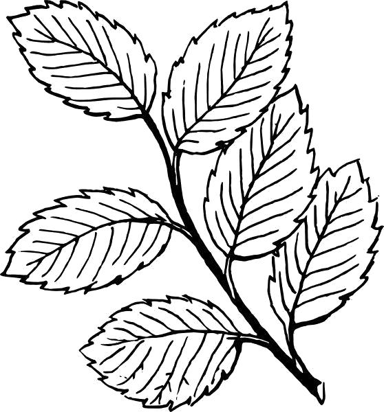 Раскраска листья деревьев разукрашка. Скачать Контуры разных листьев для вырезания.  Распечатать Контуры листьев