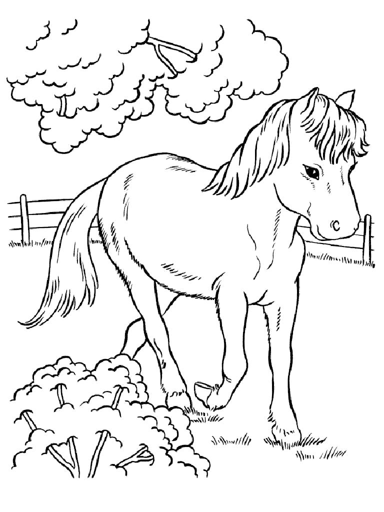 Название: Раскраска Пони. Категория: Домашние животные. Теги: Лошадь.