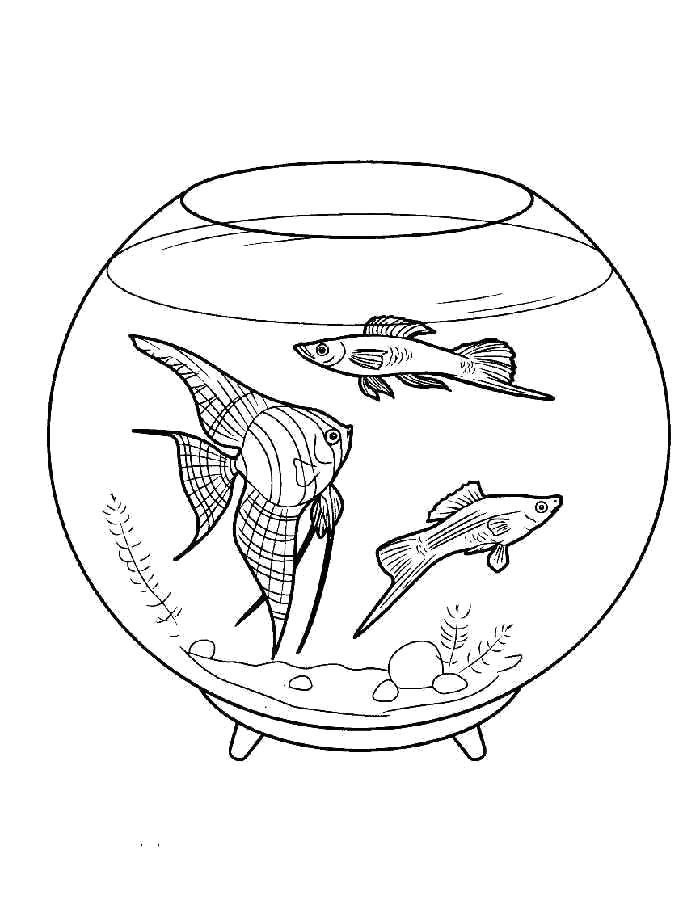 Раскраска  аквариум с рыбками. Скачать Аквариумные рыбы.  Распечатать Аквариумные рыбы