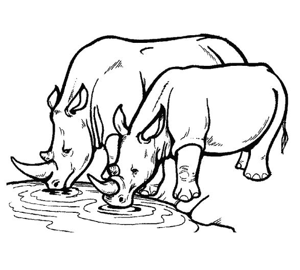 Раскраска носороги пьют воду. Дикие животные