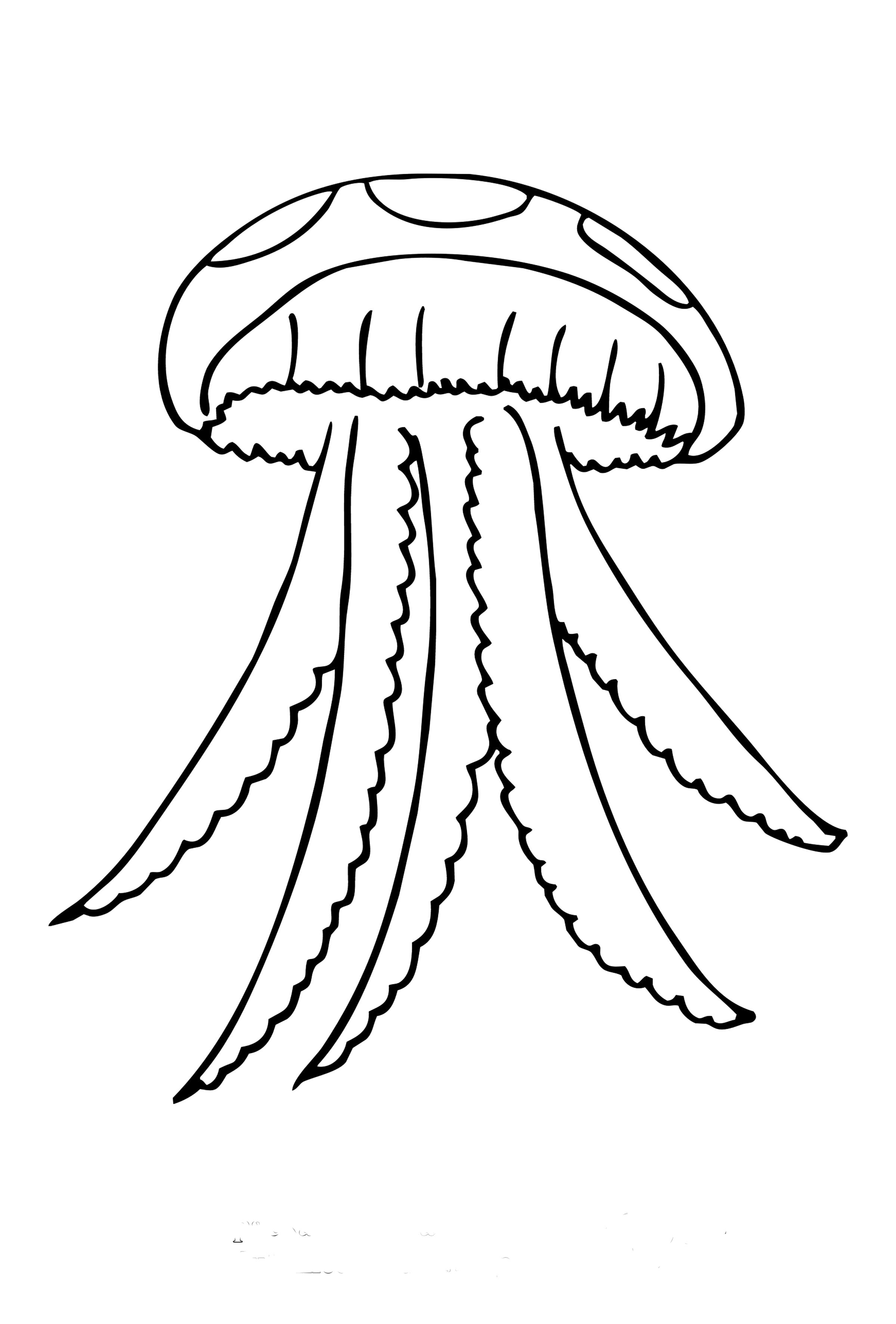 Раскраска большая медуза. медуза