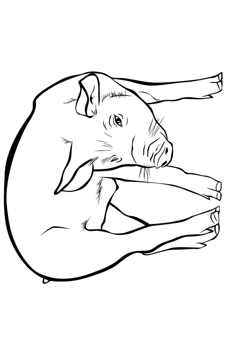 Раскраска Свинья. Домашние животные