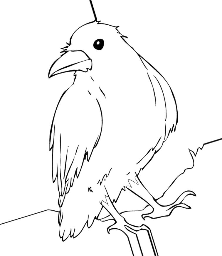 Название: Раскраска Картинка ворона раскраска. Категория: Ворона. Теги: Ворона.