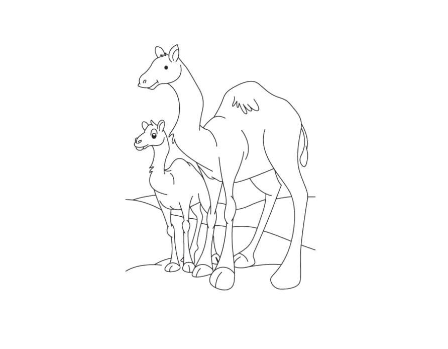 Название: Раскраска Раскраска верблюд и верблюжонок. Категория: Верблюд. Теги: Верблюд.